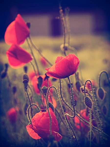 Red poppies, Papaver rhoeas, in sunlight