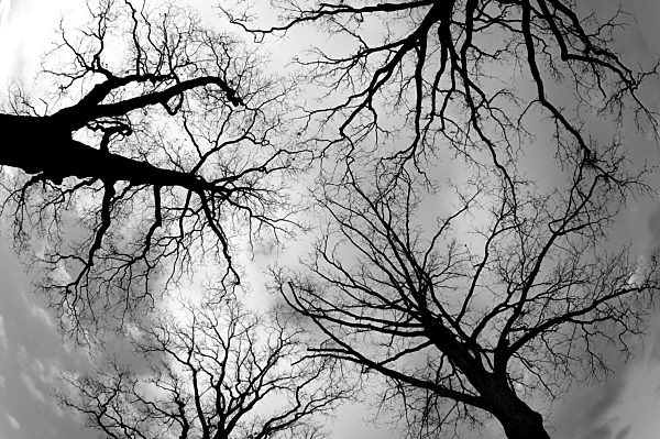 snabruecker Land, Trees in winter against the sky