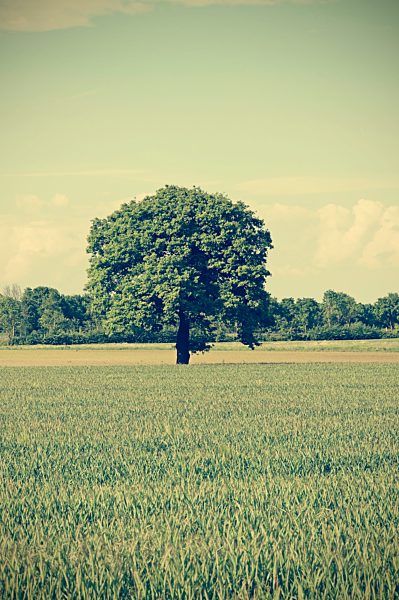 Germany, North Rhine-Westphalia, Minden, Field and tree