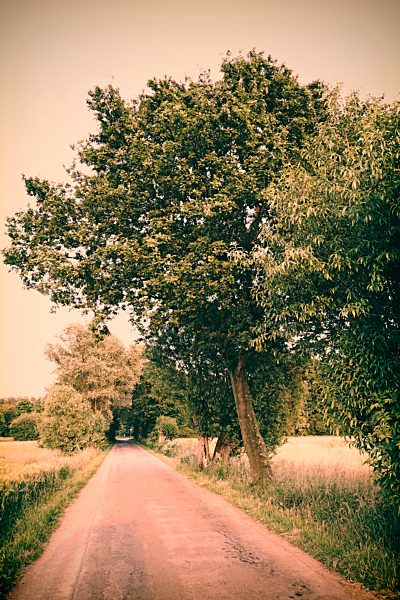 Germany, North Rhine-Westphalia, Minden, Field path and trees
