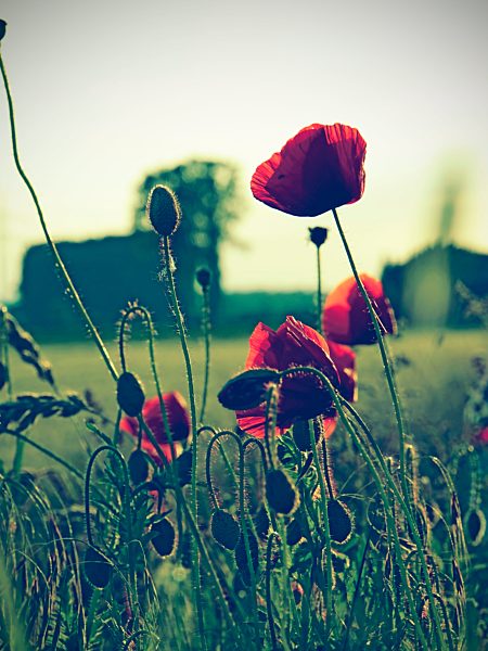 Germany, North Rhine-Westphalia, Corn Poppies, Papaver rhoeas
