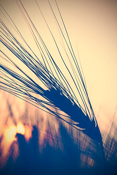 Germany, North Rhine-Westphalia, Barley, Hordeum vulgare against the evening sun