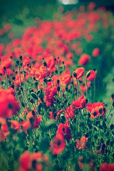 Germany, North Rhine-Westphalia, Corn Poppies, Papaver rhoeas