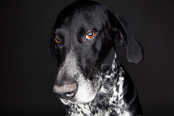 Portrait of German Shorthaired Pointer in front of black background