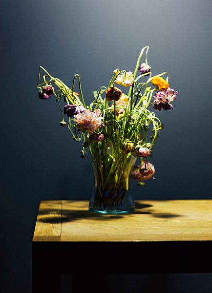 Flower vase of withered cornflowers (Centaurea cyanus) in front of dark background
