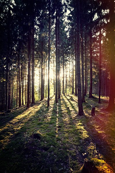 Austria, Upper Austria, Schloegen, forest in sunlight