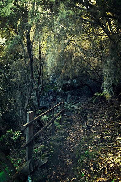 Spain, Canary Islands, La Palma, forest in the North of the Island