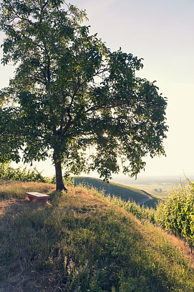 France, single tree on a hill at back light