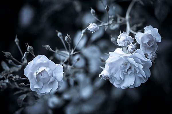 Roses, Rosaceae, elevated view