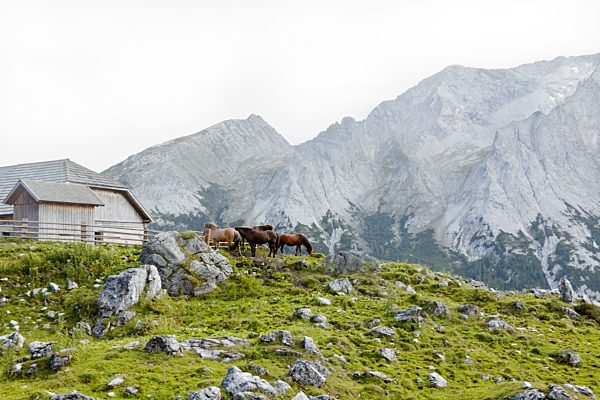 Austria, Lungau, horses and house
