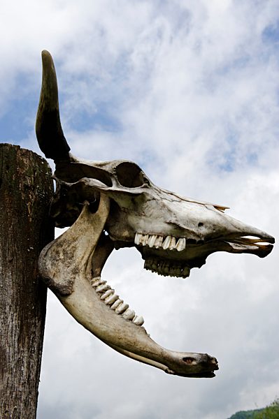 Germany, Lower Bavaria, Lichtenau near Ringetal, celtic village Gabreta, Skull with horn from a cattle
