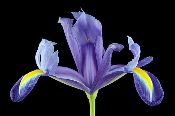 Iris, Iridaceae, in front of black background