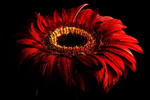 Wet red gerbera, Asteraceae, in front of black background