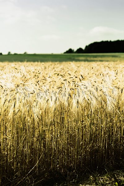 Germany, Lower Saxony, Ripe cornfield