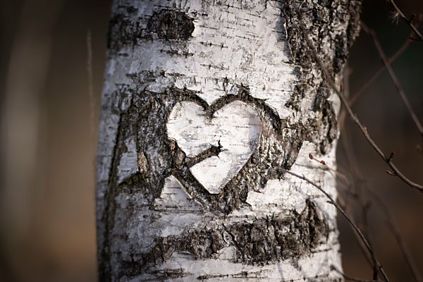 Austria, heart carved into a birch (Betula), close-up