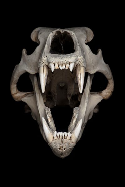Skull of polar bear (Ursus maritimus) in front of black background