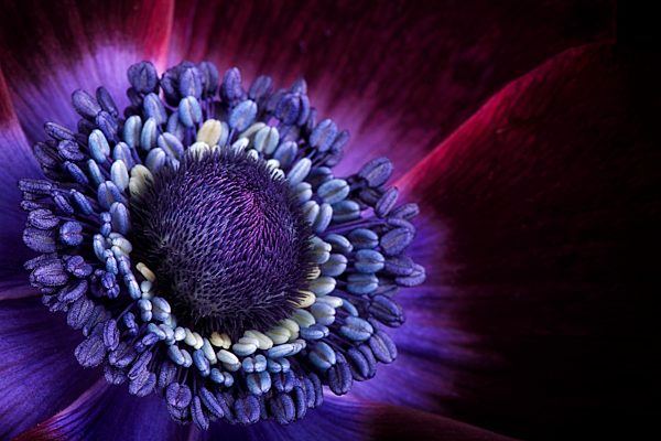 Detail of purple anemone