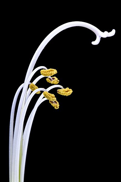 Stamen of amaryllis, Amaryllidaceae, in front of black background
