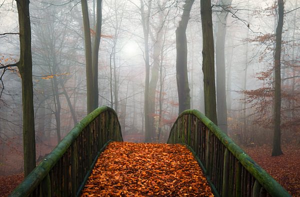 Germany,Hamburg, Jenischpark in fog, Wooden bridge covered with autumn leaves