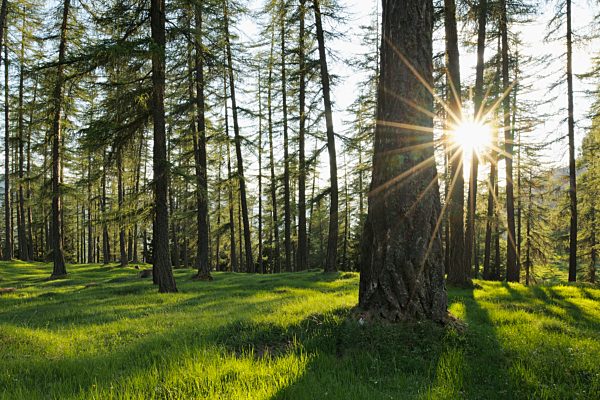 Italy, South Tyrol, Alto Adige, Bolzano district, European larch trees in back light