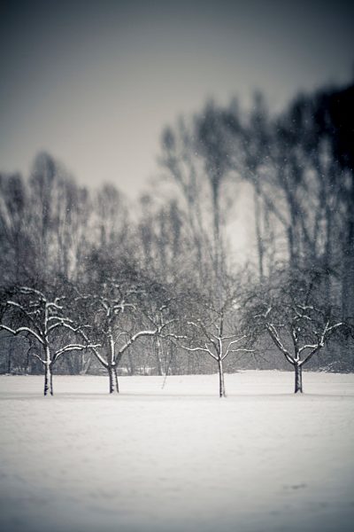 Germany, Baden Wuerttemberg, Vaihingen, snow-covered trees