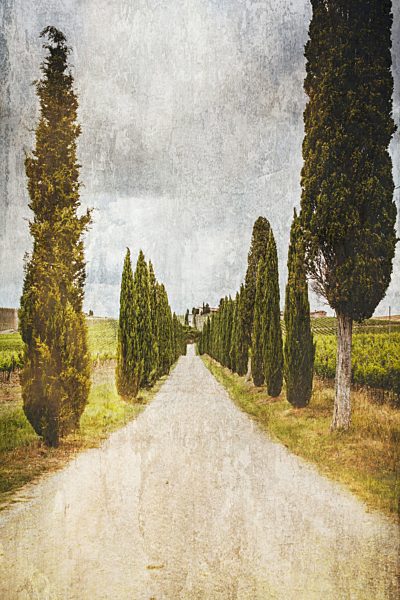 Italy, Tuscany, Chianti region, view to a cypress lined road
