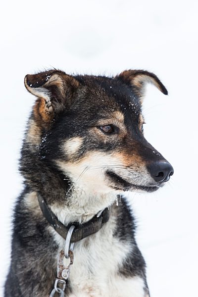 Finland, Rovaniemi, portrait of husky in front of white background