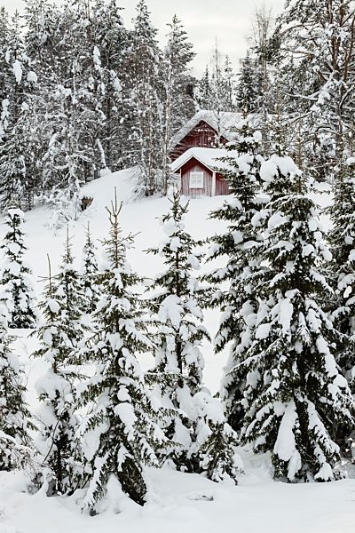 Scandinavia, Finland, Kittilaentie, Empty wooden hut in the forest in winter