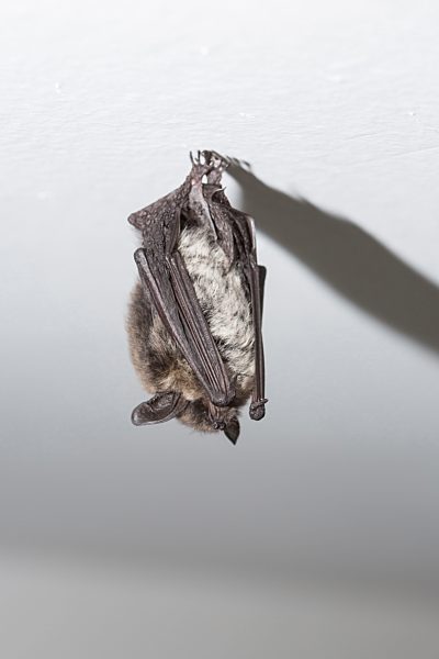 Particoloured bat (Vespertilio murinus)