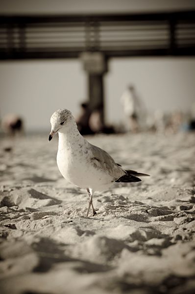 USA, Florida, Naples, Seagull, Larus, at beach