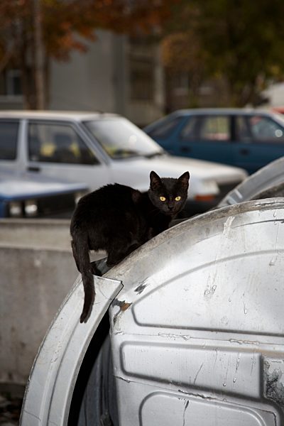 Bulgaria, Black cat on car