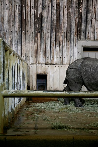 Germany, Animal in zoo