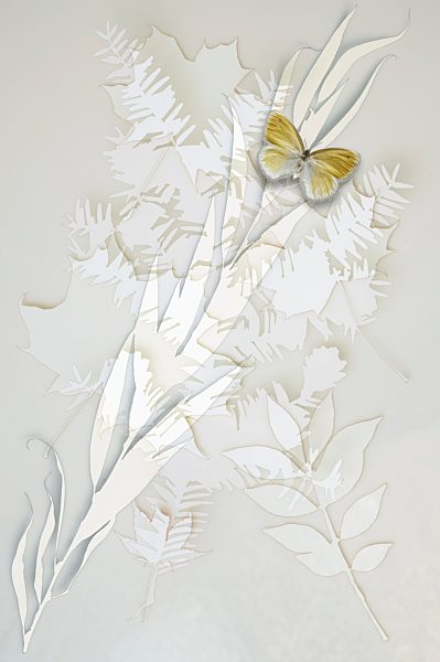Variety of leaves with butterfly aganist white background