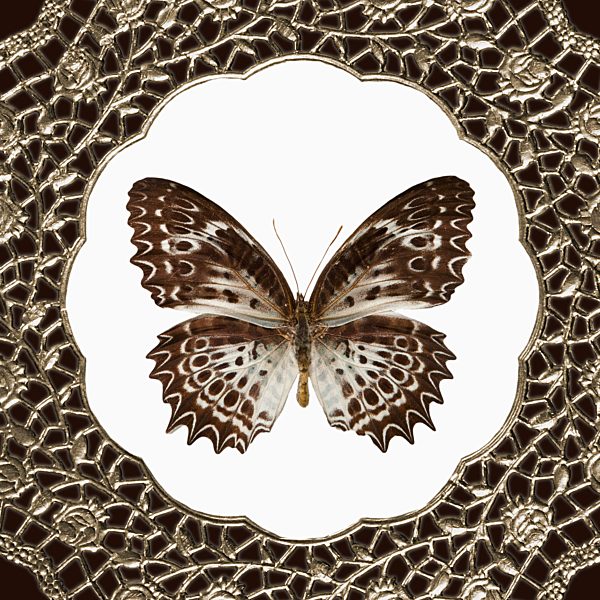 Collage of doily and butterfly, close up