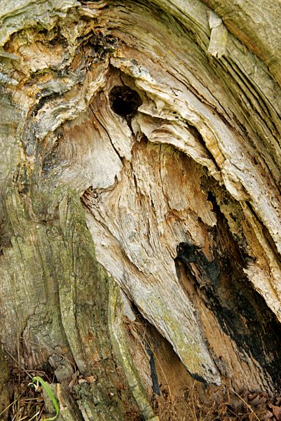 Germany, Brandenburg, Wustermark, detail of tree trunk damaged by storm
