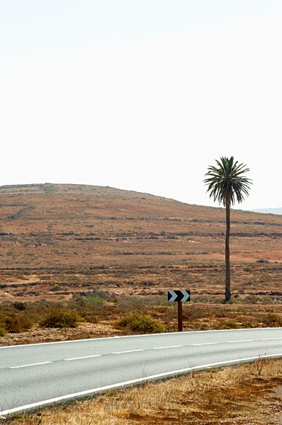 Spain, Fuerteventura, landscape with road and palm tree