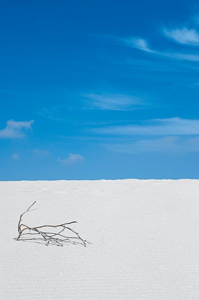 Spain, Fuerteventura, Corralejo, Parque Natural de Corralejo, dead wood at sand dune