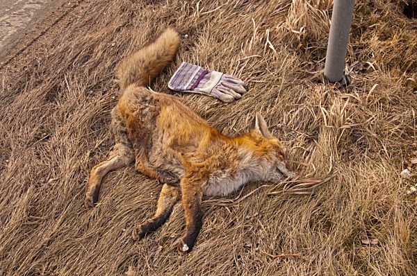 Germany, dead red fox (Vulpes vulpes) at raodside