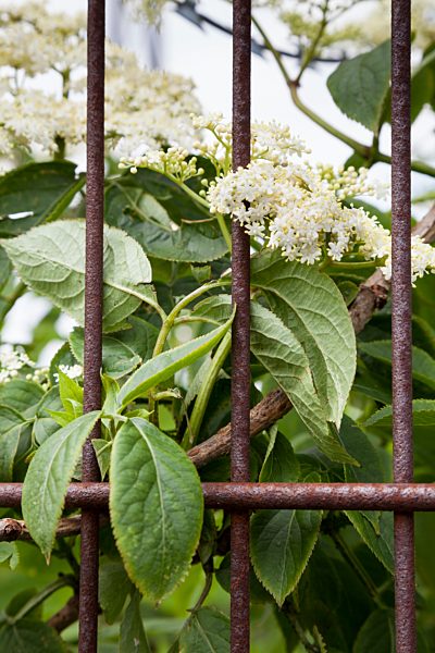 Elderflowers behing rusty iron fence