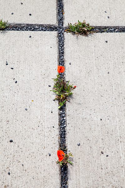 Concrete base plates with red poppies, Papaver, in the gaps