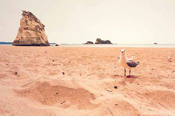 New Zealand, North Island, Cathedral Cove and seagulls on beach