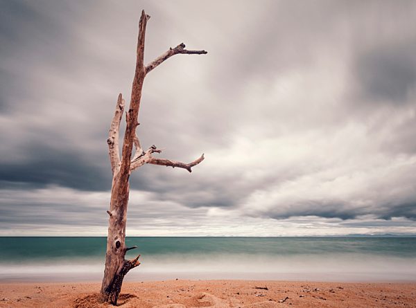 New Zealand, Golden Bay, Totaranui, view to beach and sea with deadwood in front, longtime exposure