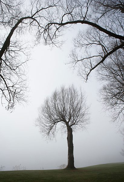 Austria, View of trees in morning fog at Mondsee