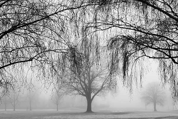 Austria, View of trees in morning fog at Mondsee