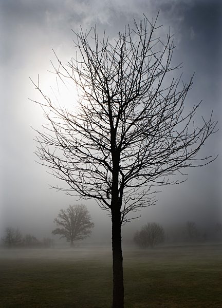 Austria, View of trees in morning fog at Mondsee