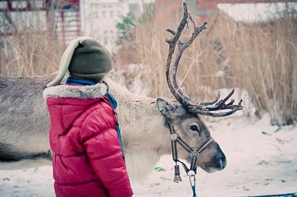 Germany, Mecklenburg-Western Pomerania, Ruegen, Boy with reindeer in winter
