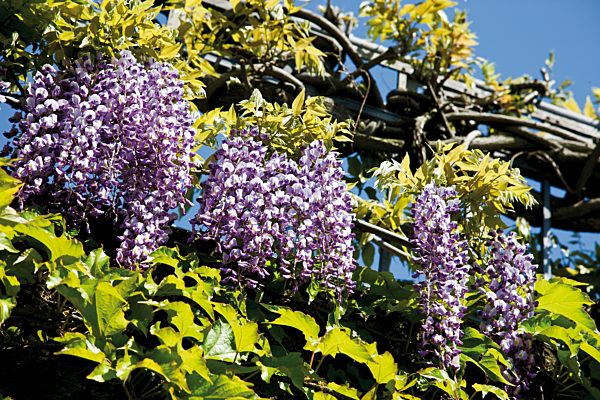 Germany, Rhineland-Palatinate, Bernkastel-Kues, Chinese wisteria (Wisteria sinensis) in bloom, close-up