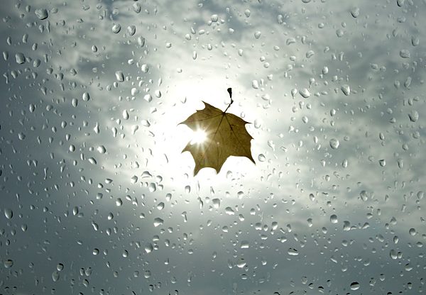 Maple leaf on windowpane during a rain