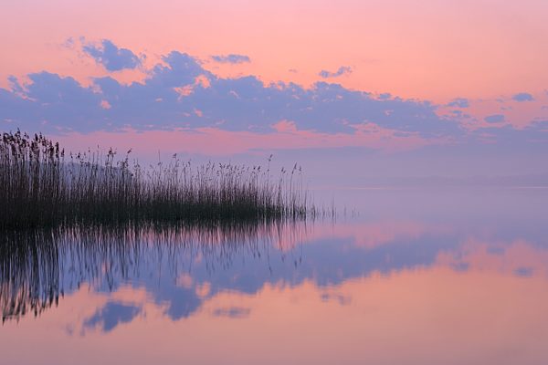Germany, Mecklenburg-Vorpommern, Mecklenburger Seenplatte, Plau am See, View of sunrise with reeds and reflection in lake
