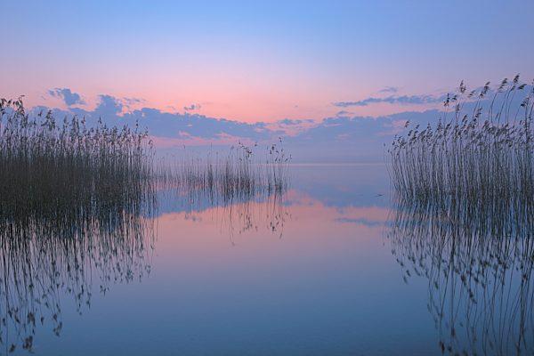 Germany, Mecklenburg-Vorpommern, Mecklenburger Seenplatte, Plau am See, View of sunrise with reeds and reflection in lake